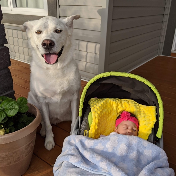 Meet your Posher, Bee - Picture 1 of 1